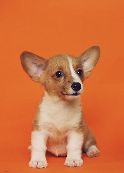 Rocky, perro en adopción